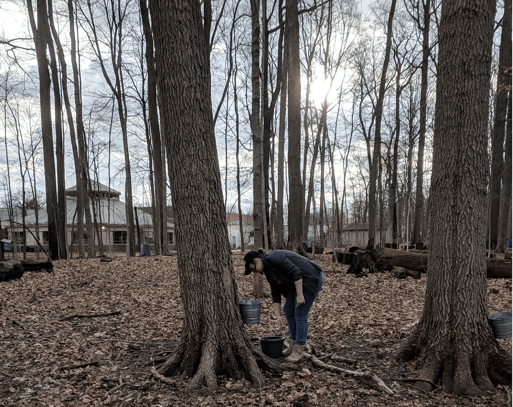 Maple-Tree-Tapping
